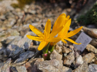 /album/rarity-a-novinky-2026-predjari/colchicum-luteum2-jpg/